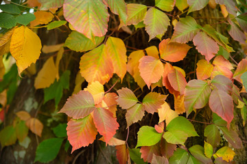 Tronc d'arbre tapissé d'un feuillage coloré d'automne