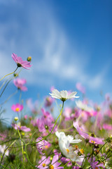 Beautiful cosmos flowers blooming in garden.