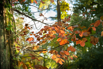 Branches aux feuilles rougissante, arrivée de l'automne