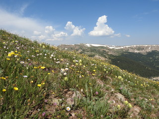 Fototapeta na wymiar wild flowers in the mountains