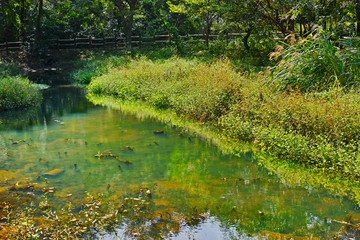 公園の森の中にある草の生えた浅い池