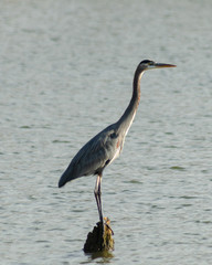 Blue Heron