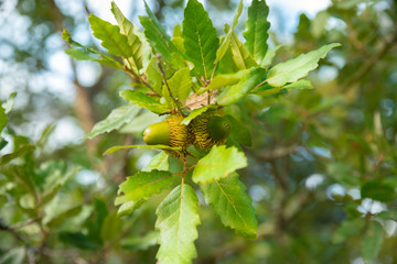 Duo de gland vert et feuilles d'un chêne chevelu persistant