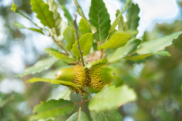 Duo de gland vert et feuilles d'un chêne chevelu persistant