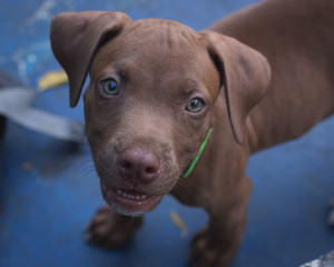 portrait of a dog