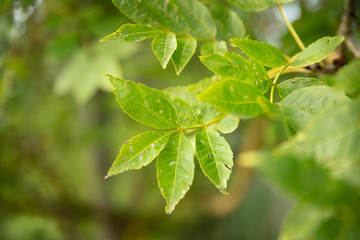 Fototapeta na wymiar Tige aux feuilles parsemés de petit trous