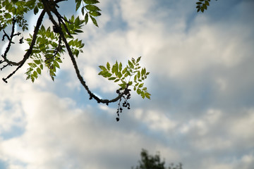 Branche d'arbre en contre jour,  au feuillage recouvert de petits trous