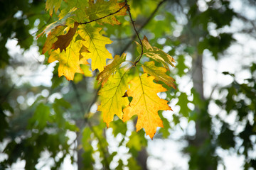 Feuille de chêne chevelu, jaunissant sous les rayon d'une fin de journée d'automne