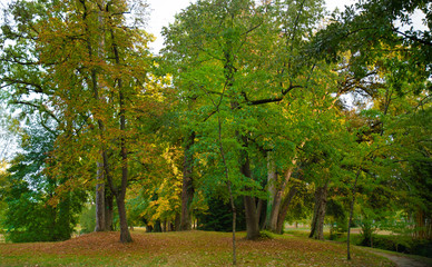 Fin de journée dans les arbres en automne