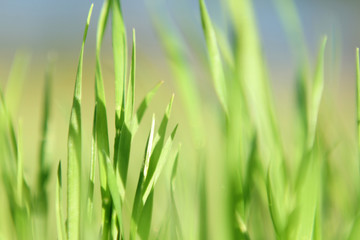 blurred photo of juicy green grass with dew and rain drops, background