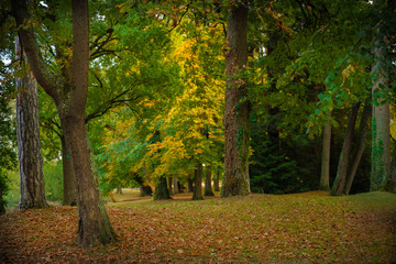 Fototapeta na wymiar Coucher de soleil dans les arbres, automne