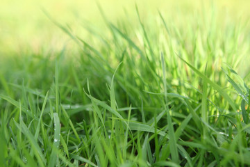 photo of juicy green grass with dew and rain drops, background