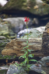 Cardinal Flower with rocks in background