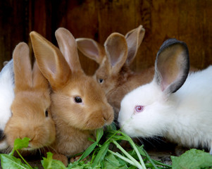 Little white and red domestic rabbits. Rabbit farm. Cute bunnies.