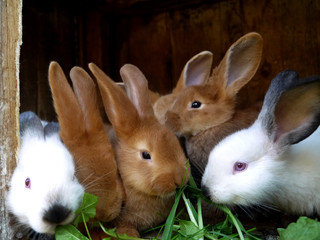 Little white and red domestic rabbits. Rabbit farm. Cute bunnies.