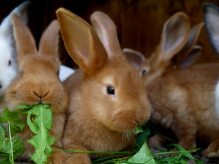 Little white and red domestic rabbits. Rabbit farm. Cute bunnies.