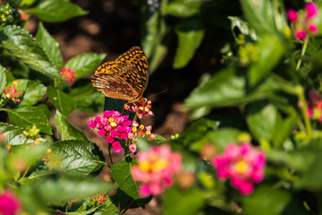 Variegated Fritillary butterfly on Lantana flowers