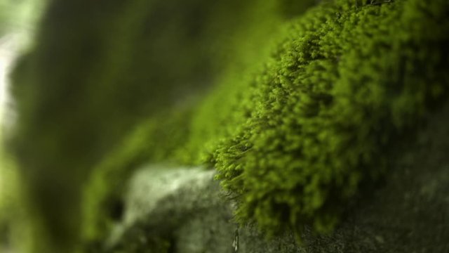 Close up slow motion shot of moss growing on stone with blurred background