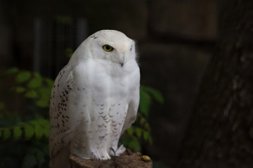 白い　フクロウ