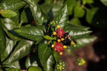  Bee on Lantana flower, close-up