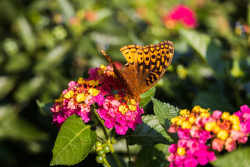 Variegated Fritillary butterfly on Lantana flowers