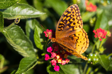 Variegated Fritillary butterfly on Lantana flowers