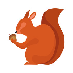 squirrel with acorn icon, colorful flat design