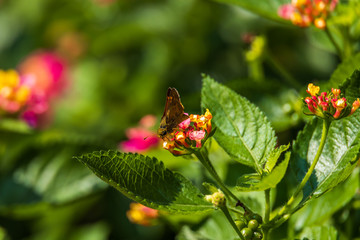 Crossline Skipper sitting on Lantana flowers