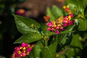 Crossline Skipper sitting on Lantana flowers