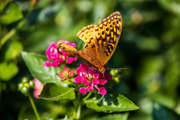 Great spangled fritillary butterfly sitting on Lantana wildflowers