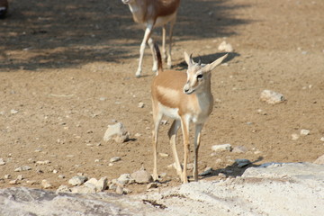 Yapmış olduğumuz bir gezi sırasında hayvanlar alemini yakından görme fırsatını yakaladık