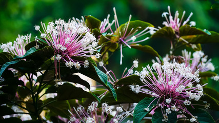 FLOWER IN THE GARDEN
