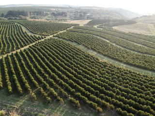 aerial view of green coffee field in Brazil