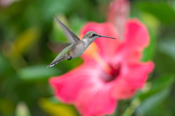 Hovering Near the Hibiscus