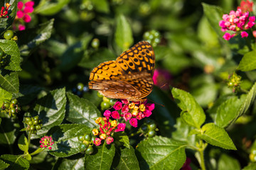 Great spangled fritillary butterfly sitting on Lantana wildflowers