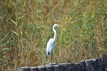 White stork in the natural environment