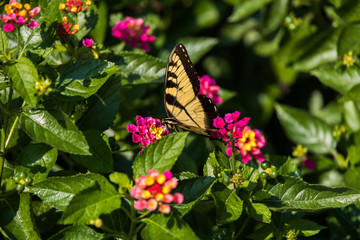 Eastern Tiger Swallowtail on Lantana wildflowers