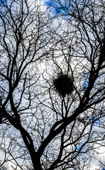 Nido de pájaro en un árbol y el cielo azul.