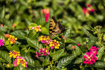 Eastern Tiger Swallowtail on Lantana wildflowers