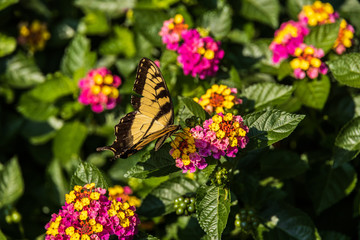 Eastern Tiger Swallowtail on Lantana wildflowers