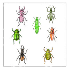 Beetles Vintage Collection on White background