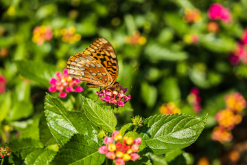 Great spangled fritillary butterfly sitting on Lantana wildflowers