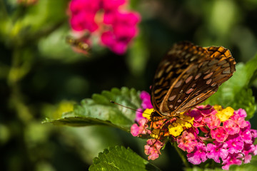 Great spangled fritillary butterfly sitting on Lantana wildflowers