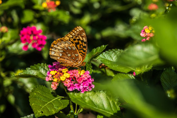 Great spangled fritillary butterfly sitting on Lantana wildflowers