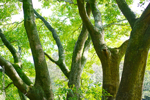 複数の太い幹をもつ株立ちの木 Wall Mural Wallpaper Murals Rewsite 複数の太い幹をもつ株立ちの木 Wall Mural Wallpaper Murals Rewsite