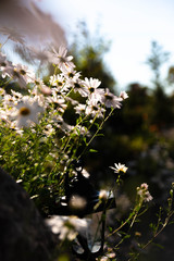 가을안개 와 구절초