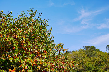 Fototapeta na wymiar 秋の柿の木と里山と白い雲のある青空