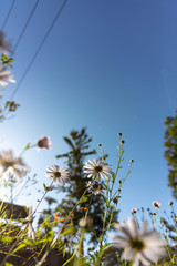 가을안개 와 구절초