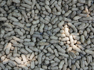 Peanuts being spread out and dried off outdoor