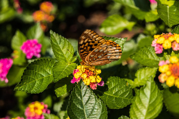 Great spangled fritillary butterfly sitting on Lantana wildflowers